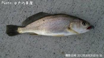 イシモチ