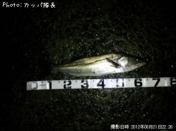 シーバス