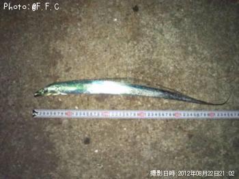 太刀魚
