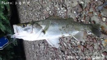 シーバス