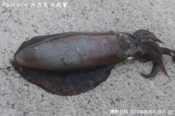 アオリイカ