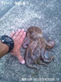 オクトパツ
