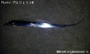太刀魚