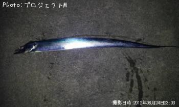 太刀魚