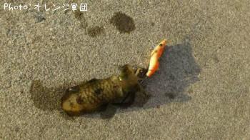 アオリイカ