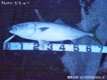 ワラサ