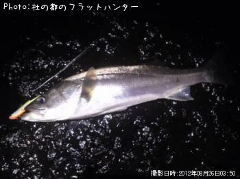 シーバス