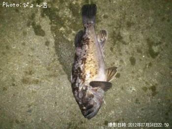 ソイ