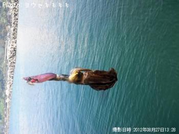 アオリイカ