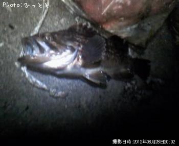 クロソイ