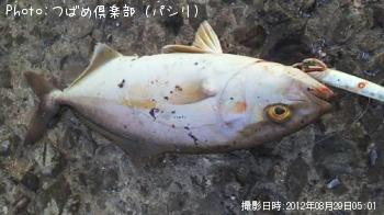 カンパチ