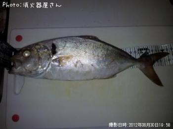シオ