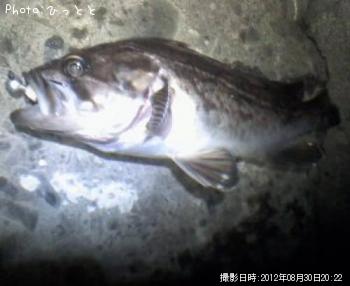 クロソイ