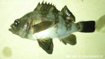 Х