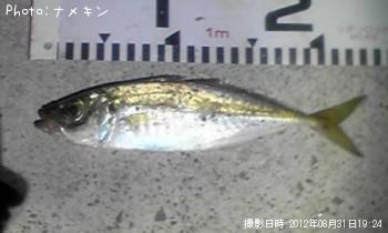 あじ