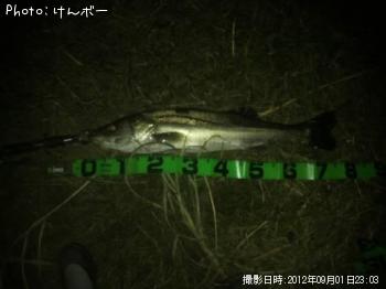 シーバス
