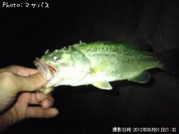 ブラックバス