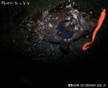 ムラソイ