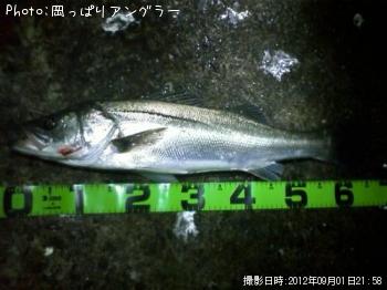 シーバス