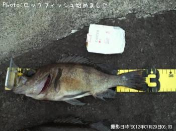 メバル