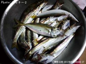 カマス