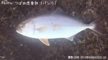 カンパチ