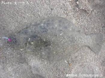 ヒラメ