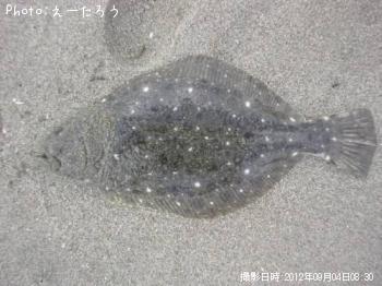 ヒラメ