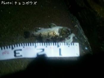 ソイ