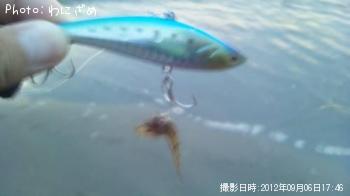 マゴチ
