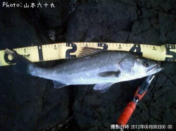 シーバス