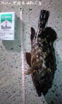 カサゴ