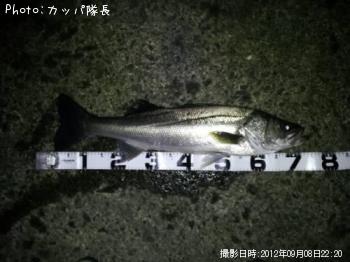 シーバス