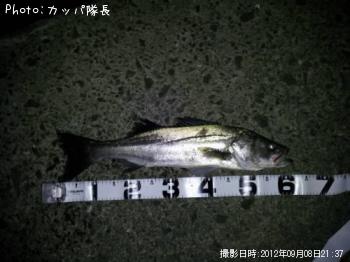 シーバス