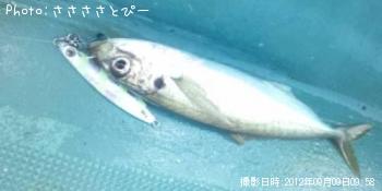 イナダ＆アジ＆サバ＆ソウダ＆エソ
