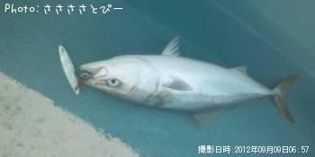 イナダ＆アジ＆サバ＆ソウダ＆エソ