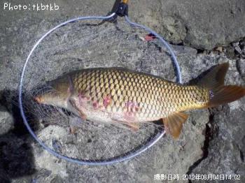 鯉