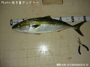 饵