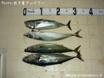 サバ・ソウダガツオ