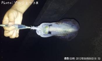 アオリイカ