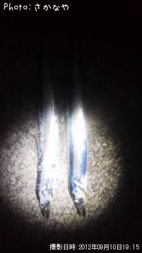 太刀魚