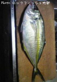 シマアジ