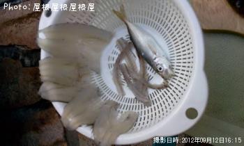 みんなプチキスハゼアジ（笑）