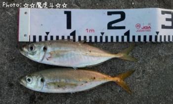 アジ