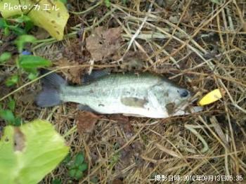ブラックバス