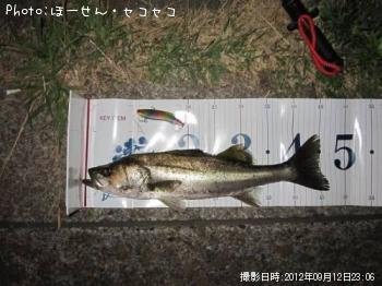 シーバス