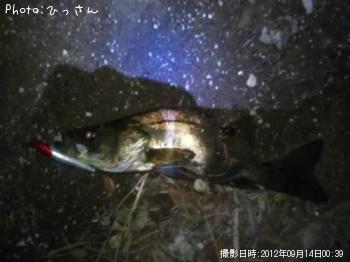 シーバス