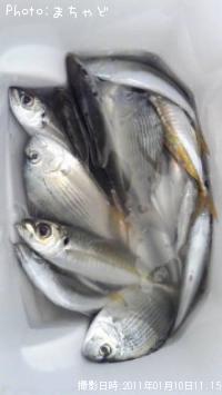 アジ