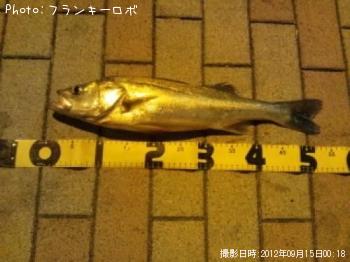 シーバス
