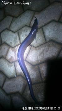 クロアナゴ